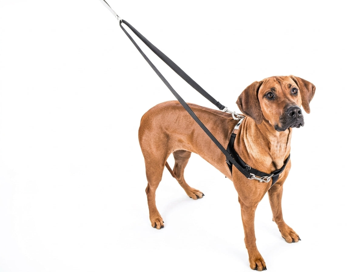Heavy-Duty Large Dog Harness & Leash | Anti-Escape Nylon Chest Strap