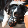 SafeBark • Dog Muzzle 0